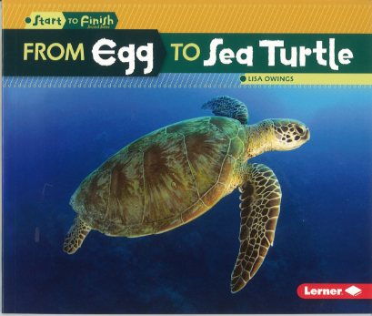 Start to Finish Cycles: From Egg to Sea Turtle