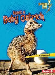 Baby African Animals: Meet a Baby Ostrich
